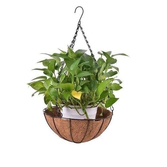 Hanging Money Plant — Balcony Plants for Dubai & UAE delivery | Planto.ae
