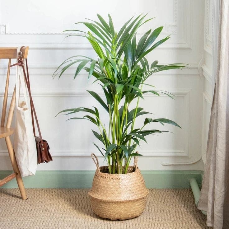 Kentia Palm In Basket — Balcony Plants for Dubai & UAE delivery | Planto.ae