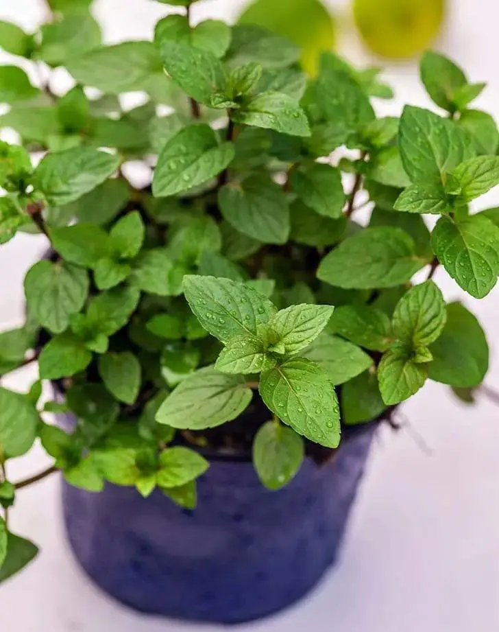 Mint Plant — Balcony Plants for Dubai & UAE delivery | Planto.ae