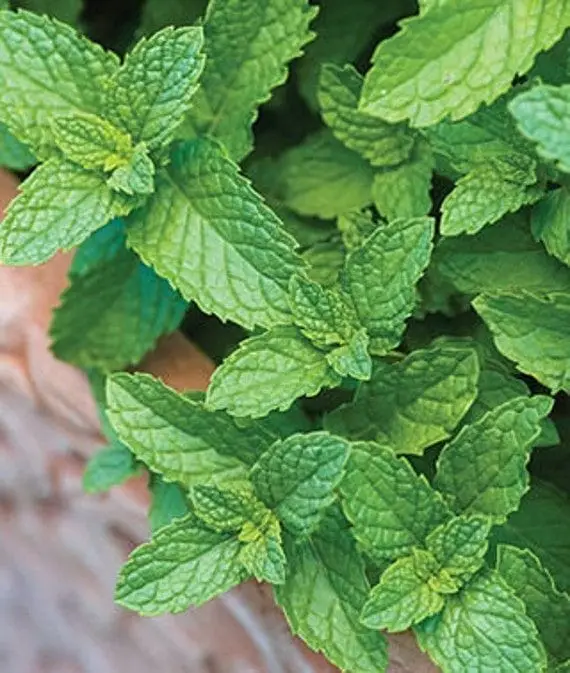 Mint Plant — photo 2 | Planto.ae UAE