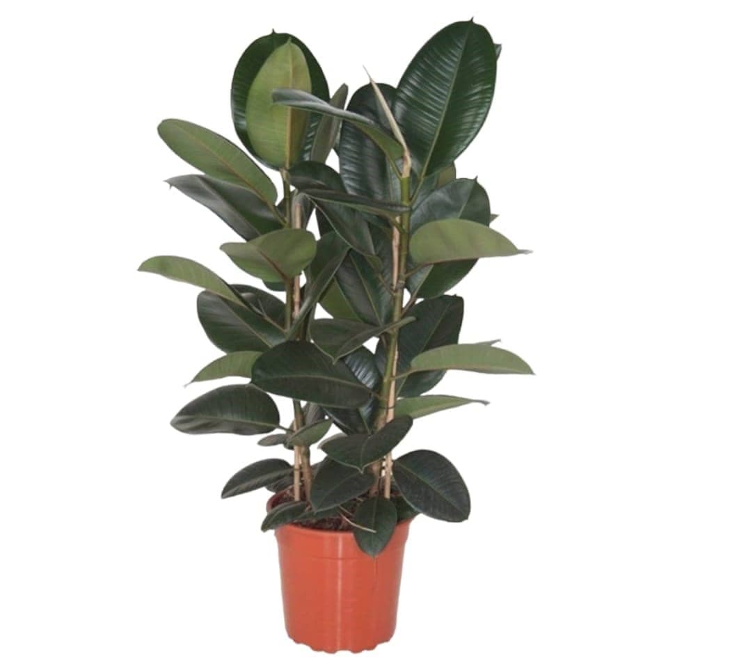Multi Stem Rubber Plant — Balcony Plants for Dubai & UAE delivery | Planto.ae