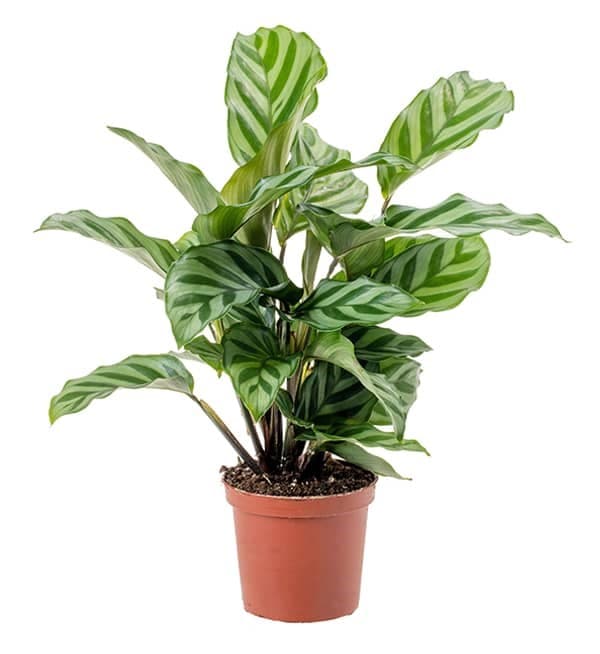 Prayer Plant – Calathea Makoyana — Balcony Plants for Dubai & UAE delivery | Planto.ae