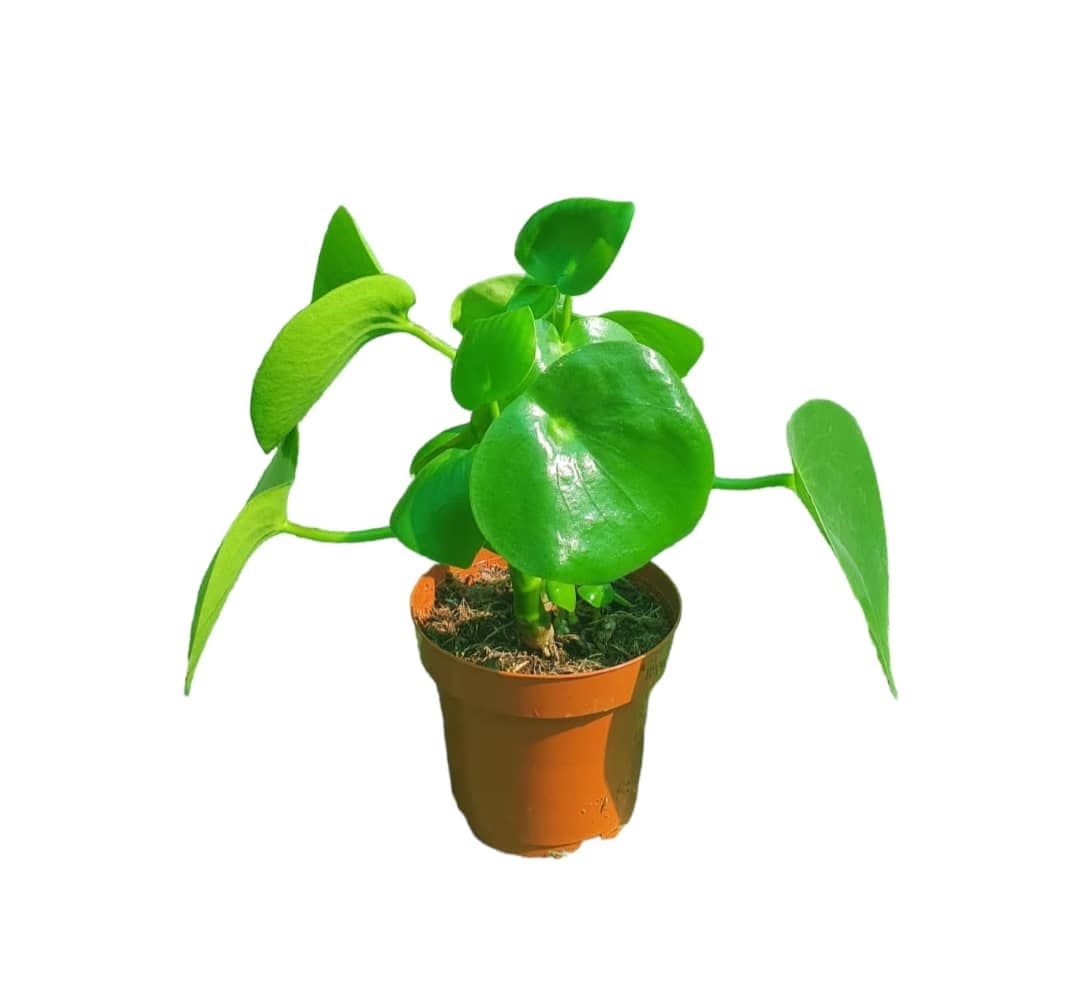 Raindrop Peperomia — Balcony Plants for Dubai & UAE delivery | Planto.ae