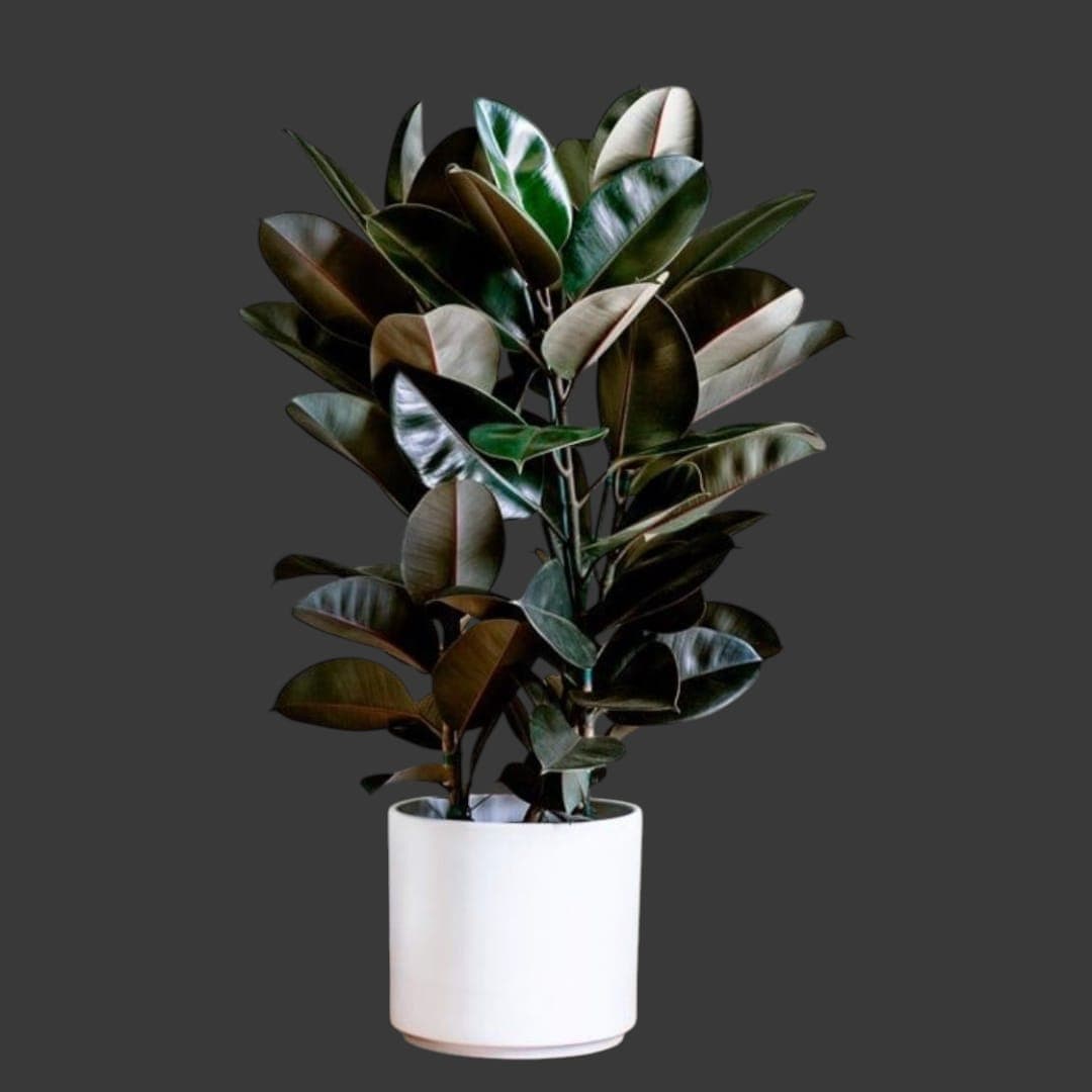 Rubber Plant Ceramic Pot — Balcony Plants for Dubai & UAE delivery | Planto.ae