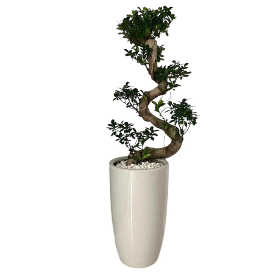 S shape Ficus BonsaiIn White Ceramic Pot — Balcony Plants for Dubai & UAE delivery | Planto.ae