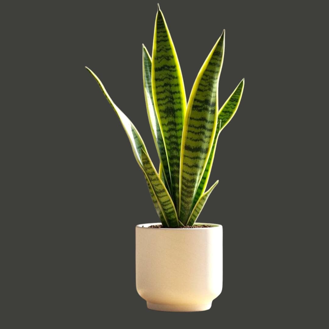 Sansevieria-In White Ceramic Pot — Balcony Plants for Dubai & UAE delivery | Planto.ae