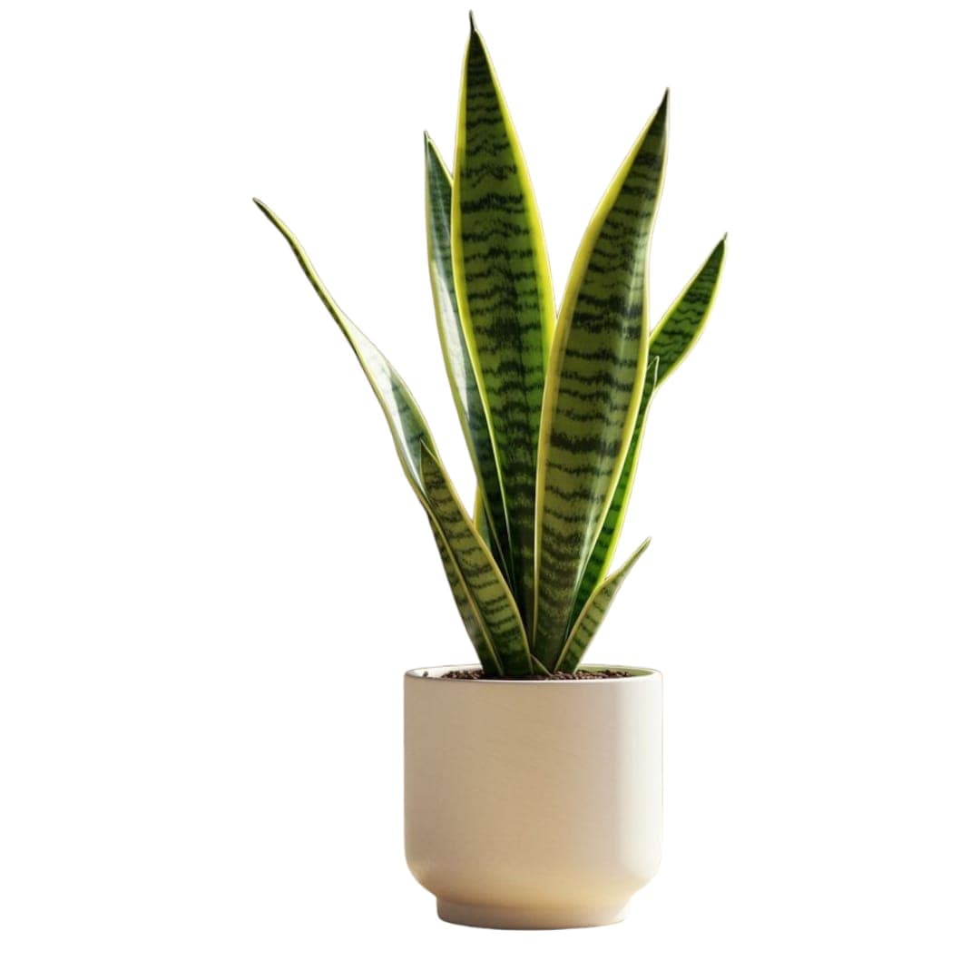 Sansevieria-In White Ceramic Pot — photo 2 | Planto.ae UAE
