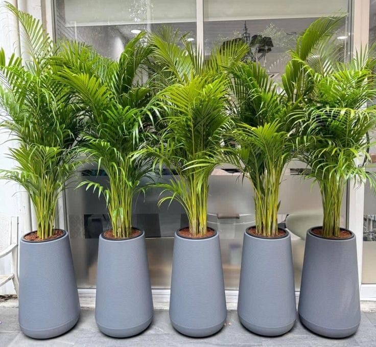 Set Of Areca Palm 5 Plants — Balcony Plants for Dubai & UAE delivery | Planto.ae