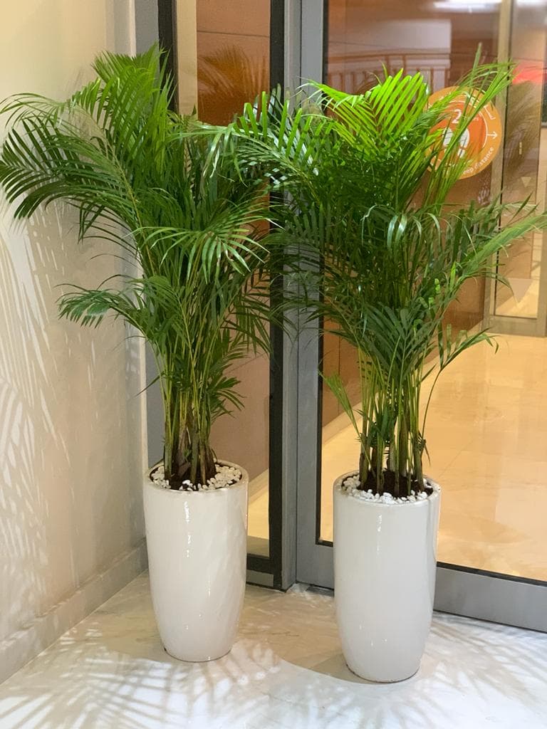 Set of Two Arecea Palm — Balcony Plants for Dubai & UAE delivery | Planto.ae