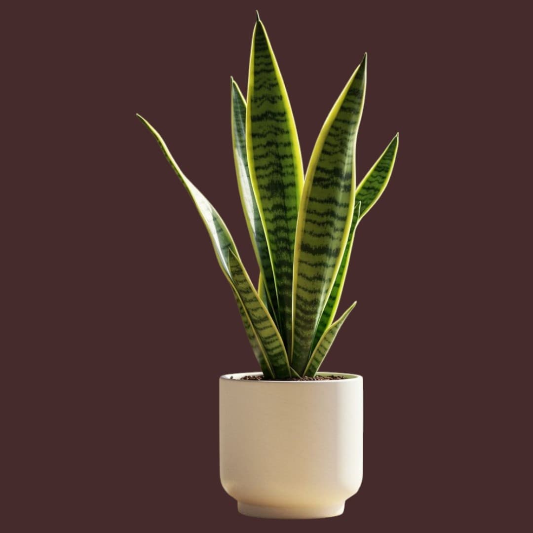 Snake Plant In White Ceramic Pot — Balcony Plants for Dubai & UAE delivery | Planto.ae