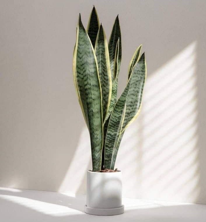 Snake Plant In White Ceramic Pot — Balcony Plants for Dubai & UAE delivery | Planto.ae