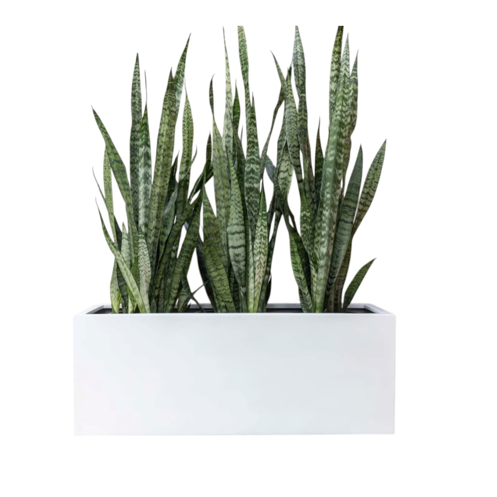 Snake Plant In White Fiber Pot — photo 2 | Planto.ae UAE