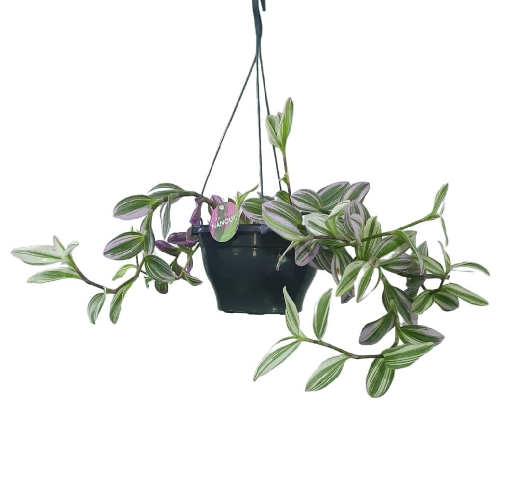 Tradescantia Nanouk — Balcony Plants for Dubai & UAE delivery | Planto.ae