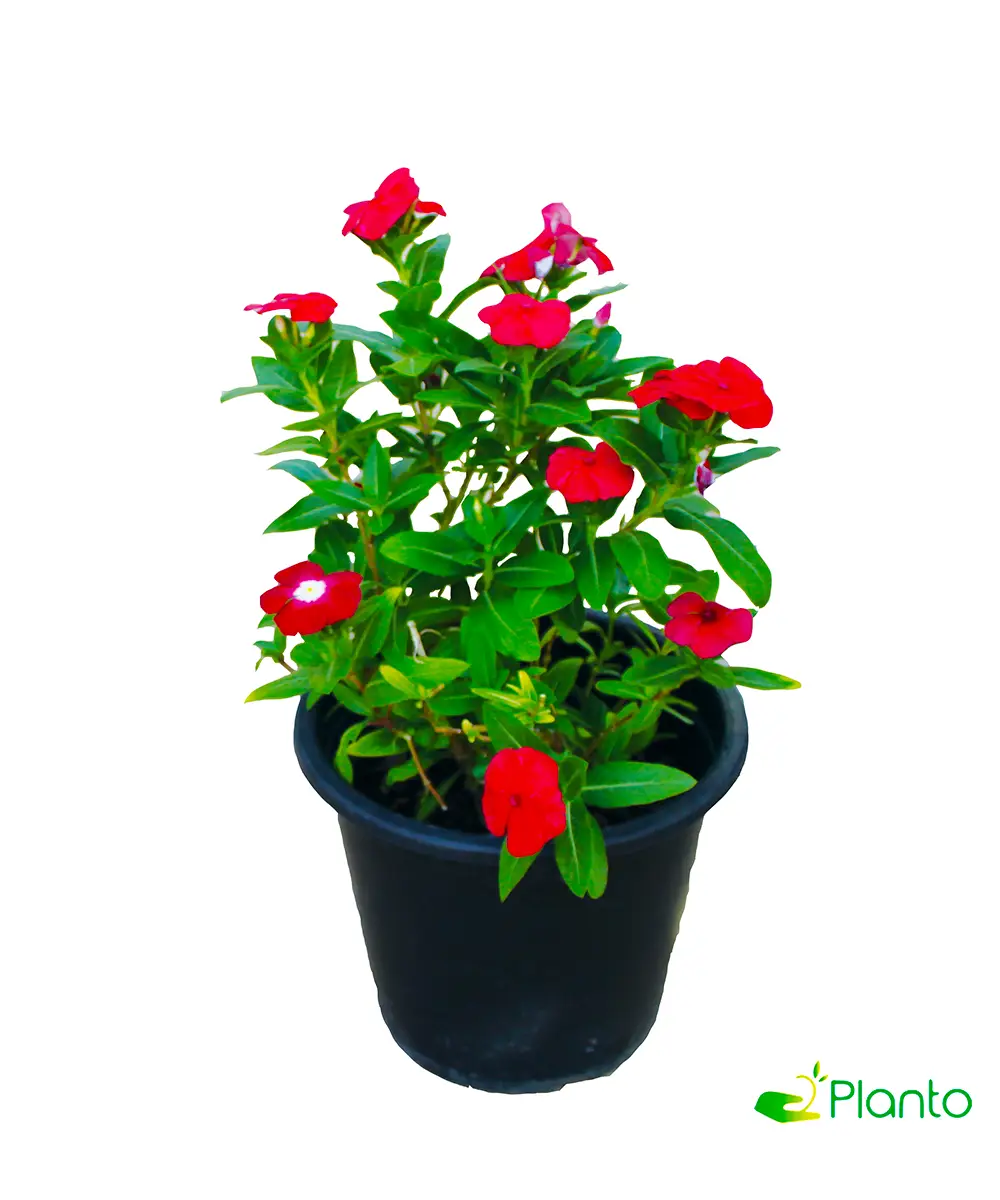 Vinca Red — photo 2 | Planto.ae UAE