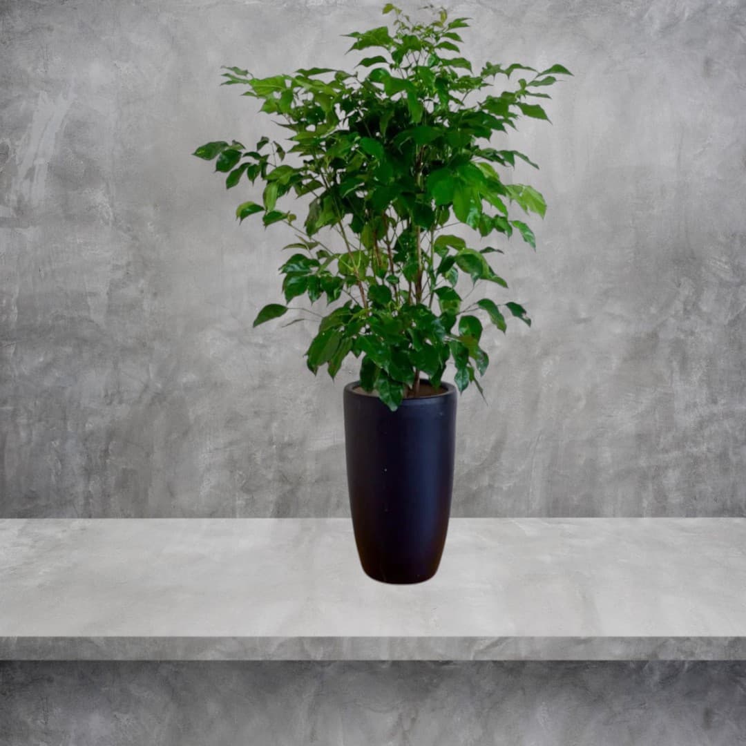 A Unique Look China Doll plant In Black Planter — Indoor Plants for Dubai & UAE delivery | Planto.ae