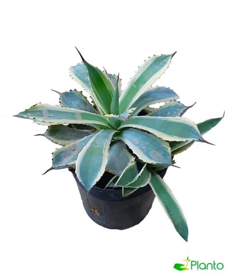 Agave Univittata — Indoor Plants for Dubai & UAE delivery | Planto.ae