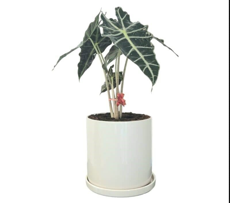 Alocasia In White Ceramic Pot — Indoor Plants for Dubai & UAE delivery | Planto.ae