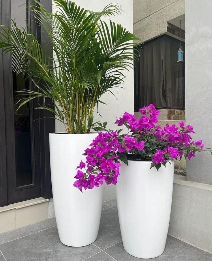 Areca Palm And Bougainvillea — Indoor Plants for Dubai & UAE delivery | Planto.ae