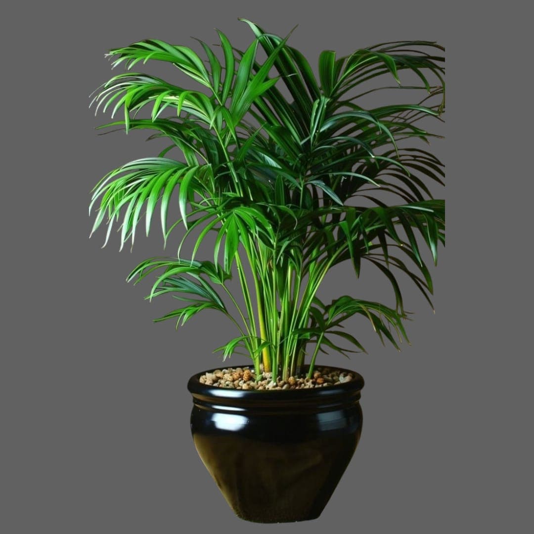 Areca Palm In Black Ceramic Pot — photo 2 | Planto.ae UAE