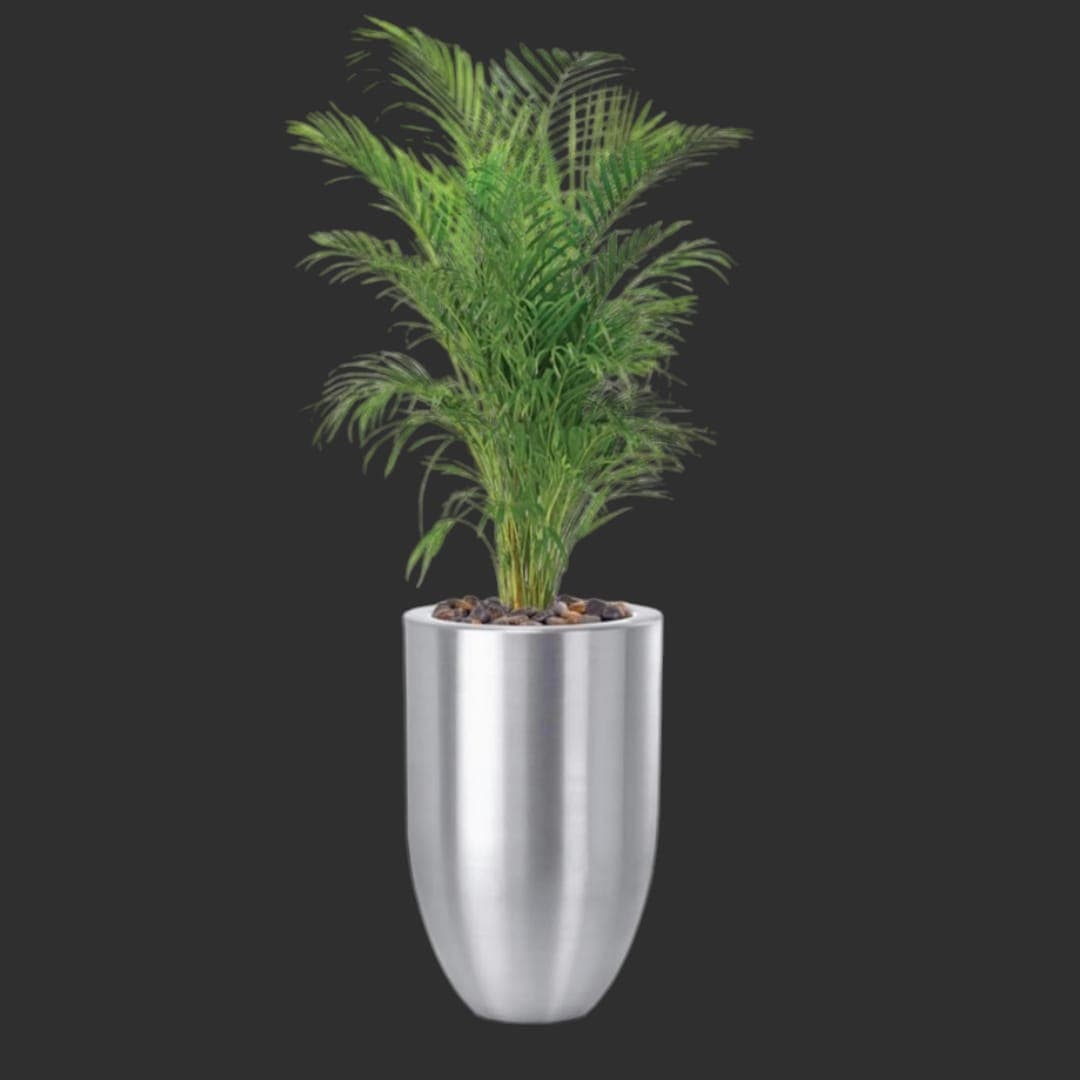 Areca Palm In silver metal Pot — Indoor Plants for Dubai & UAE delivery | Planto.ae