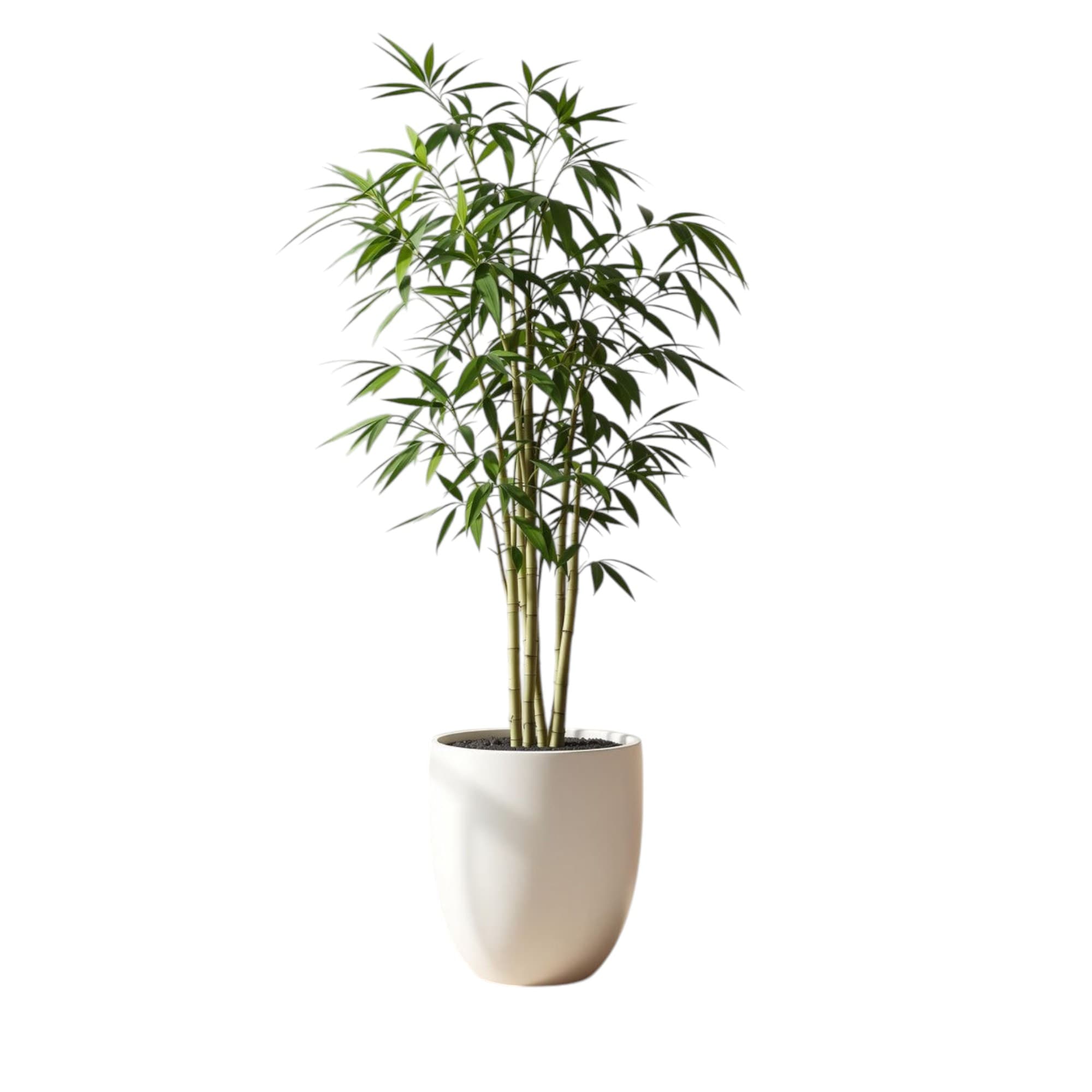 Bambo Plant In White Ceramic Pot — Indoor Plants for Dubai & UAE delivery | Planto.ae