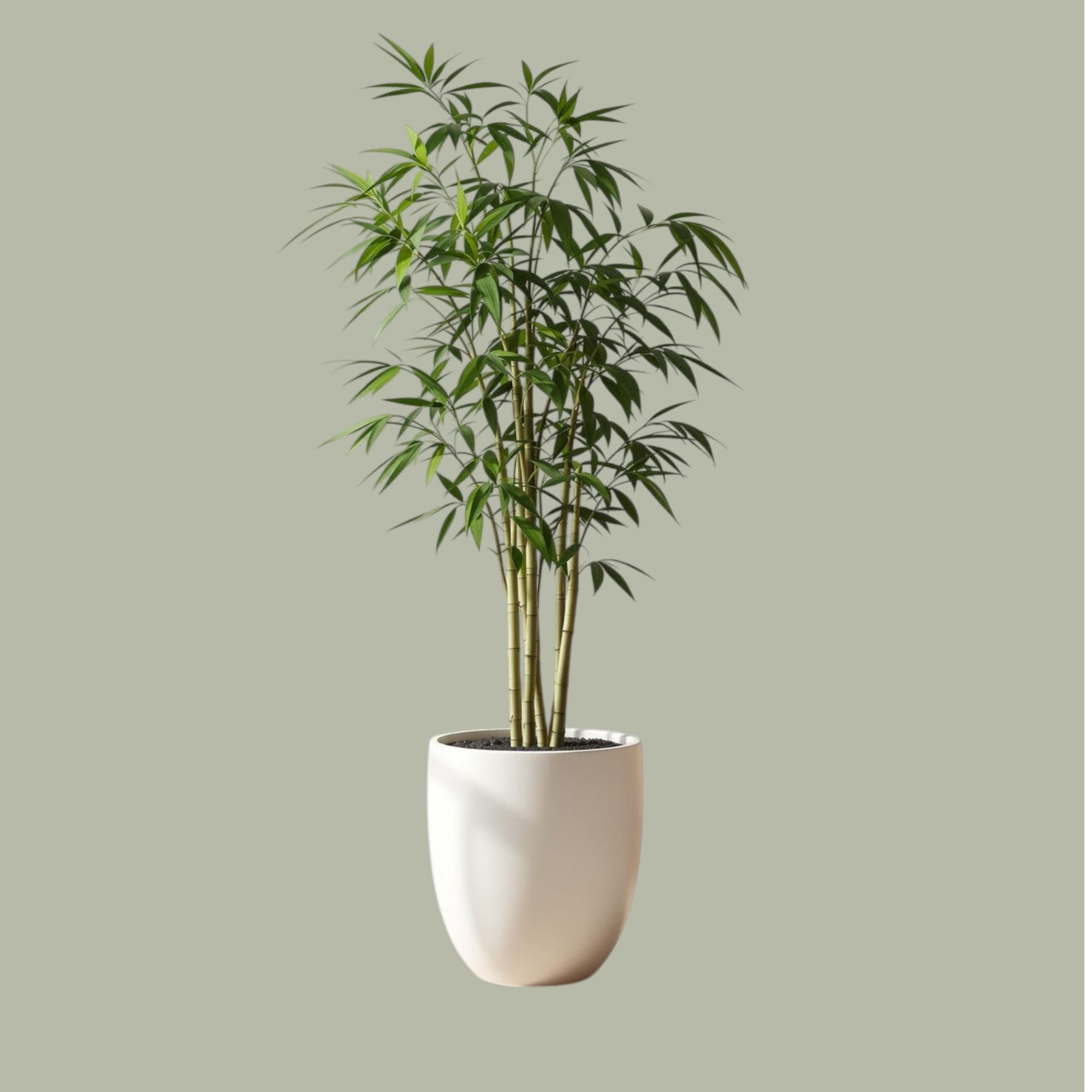 Bambo Plant In White Ceramic Pot — photo 3 | Planto.ae UAE