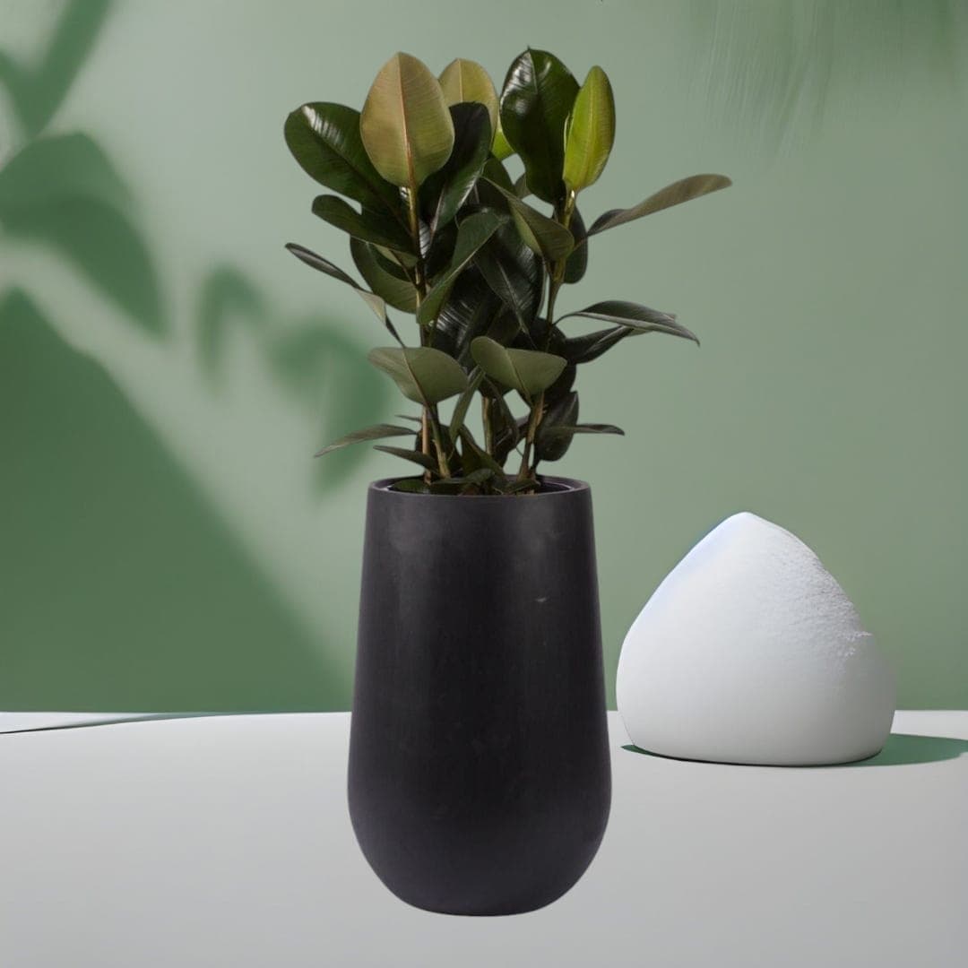 Beautiful Rubber Plant In Black Ceramic Pot — Indoor Plants for Dubai & UAE delivery | Planto.ae