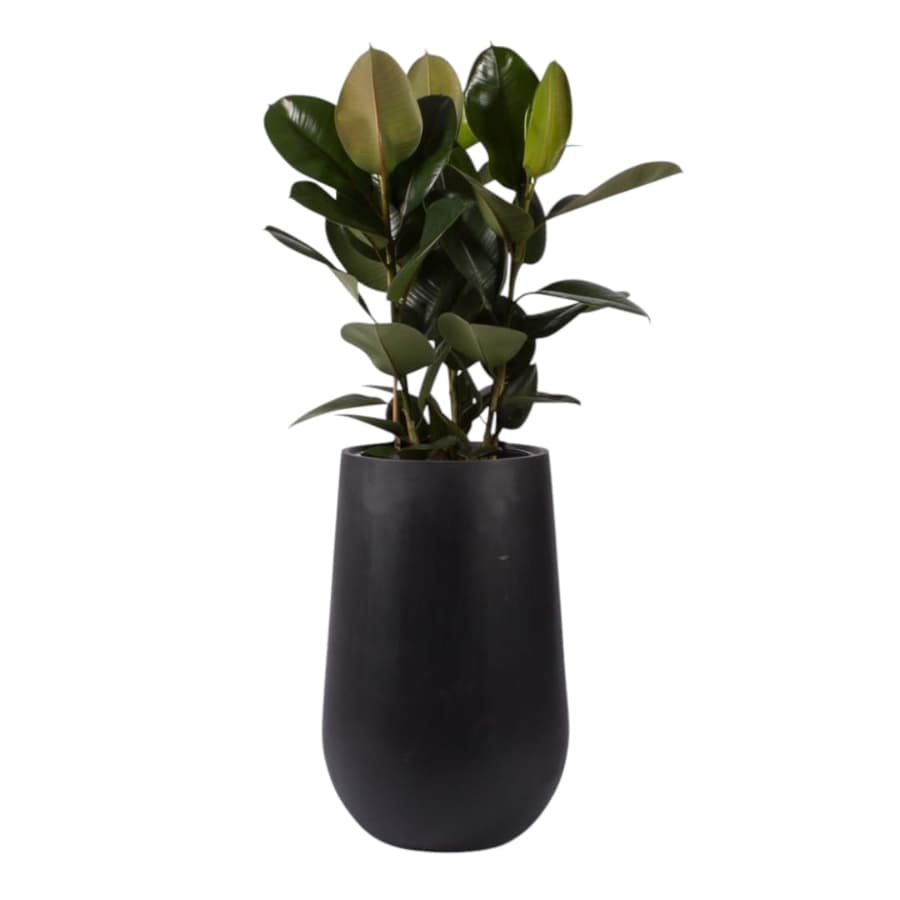 Beautiful Rubber Plant In Black Ceramic Pot — photo 2 | Planto.ae UAE
