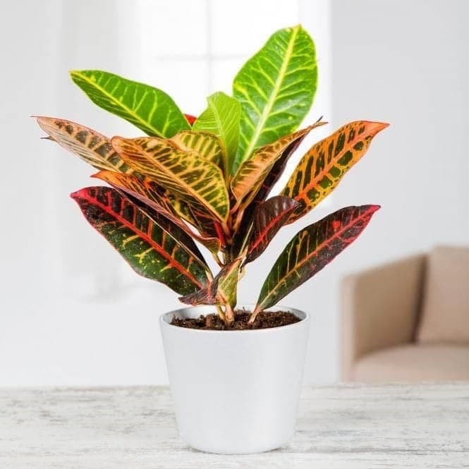 Best Air Purifier Plant. Croton In White Ceramic Pot — Indoor Plants for Dubai & UAE delivery | Planto.ae