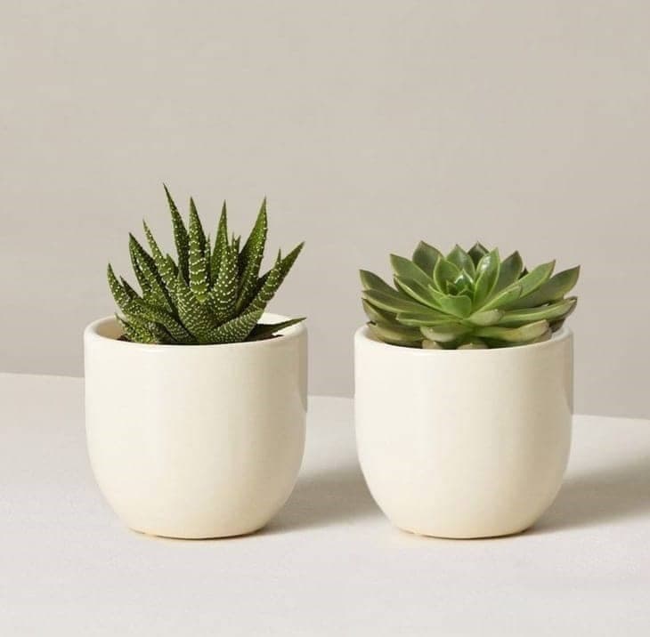 Cactus Set 2 Plants. Acheveria and Zebra Cactus In Ceramic Pot — Indoor Plants for Dubai & UAE delivery | Planto.ae