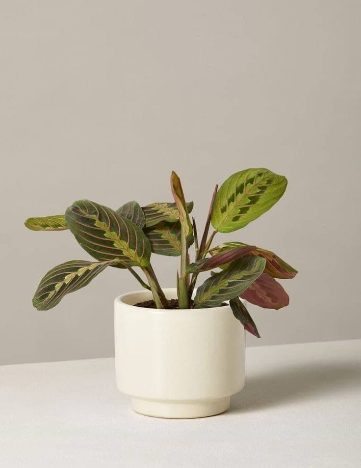 Calathea Maranta In White Ceramic Pot — Indoor Plants for Dubai & UAE delivery | Planto.ae