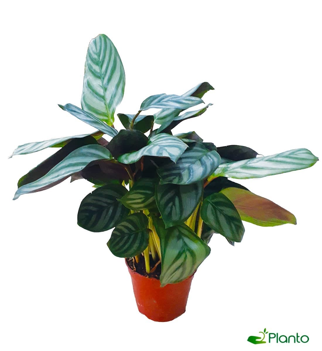 Calathea Peacock — Indoor Plants for Dubai & UAE delivery | Planto.ae