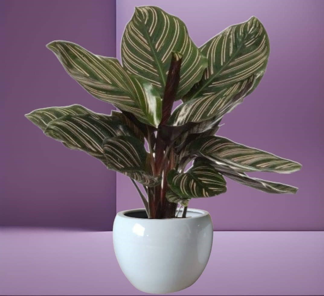 Calathea- Pin Stripe In White Ceramic Pot — Indoor Plants for Dubai & UAE delivery | Planto.ae