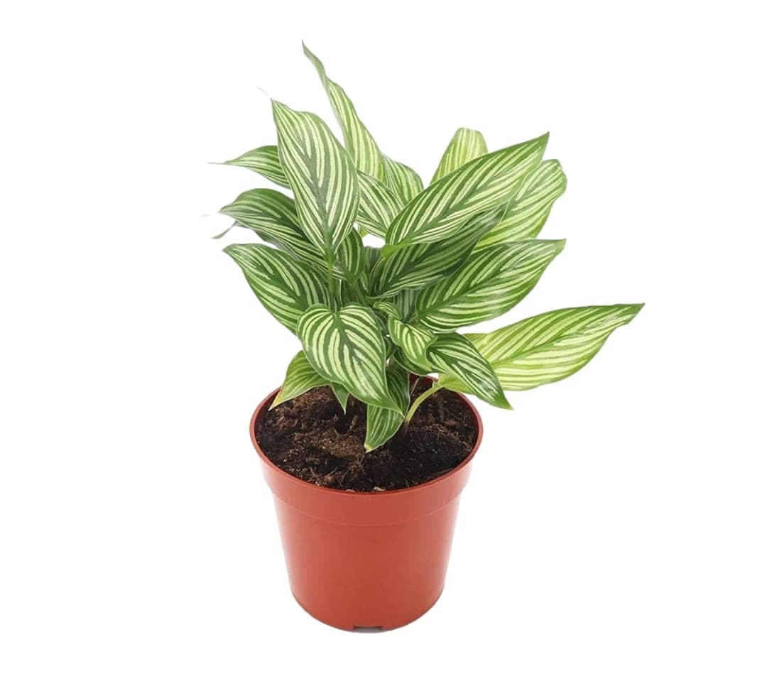 Calathea Vitata Plant — Indoor Plants for Dubai & UAE delivery | Planto.ae