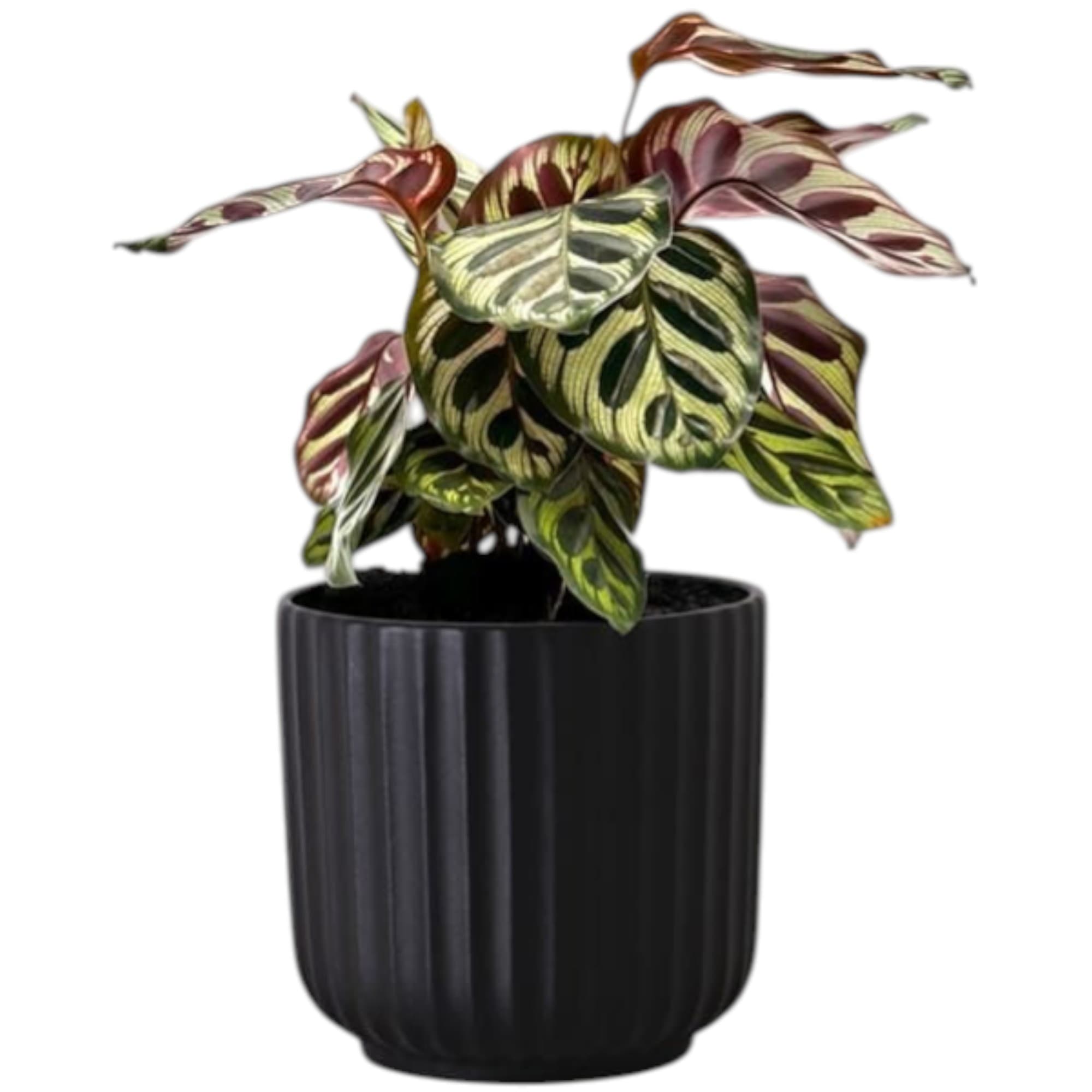 Calathea zebrina In Black Ceramc pot. — photo 2 | Planto.ae UAE