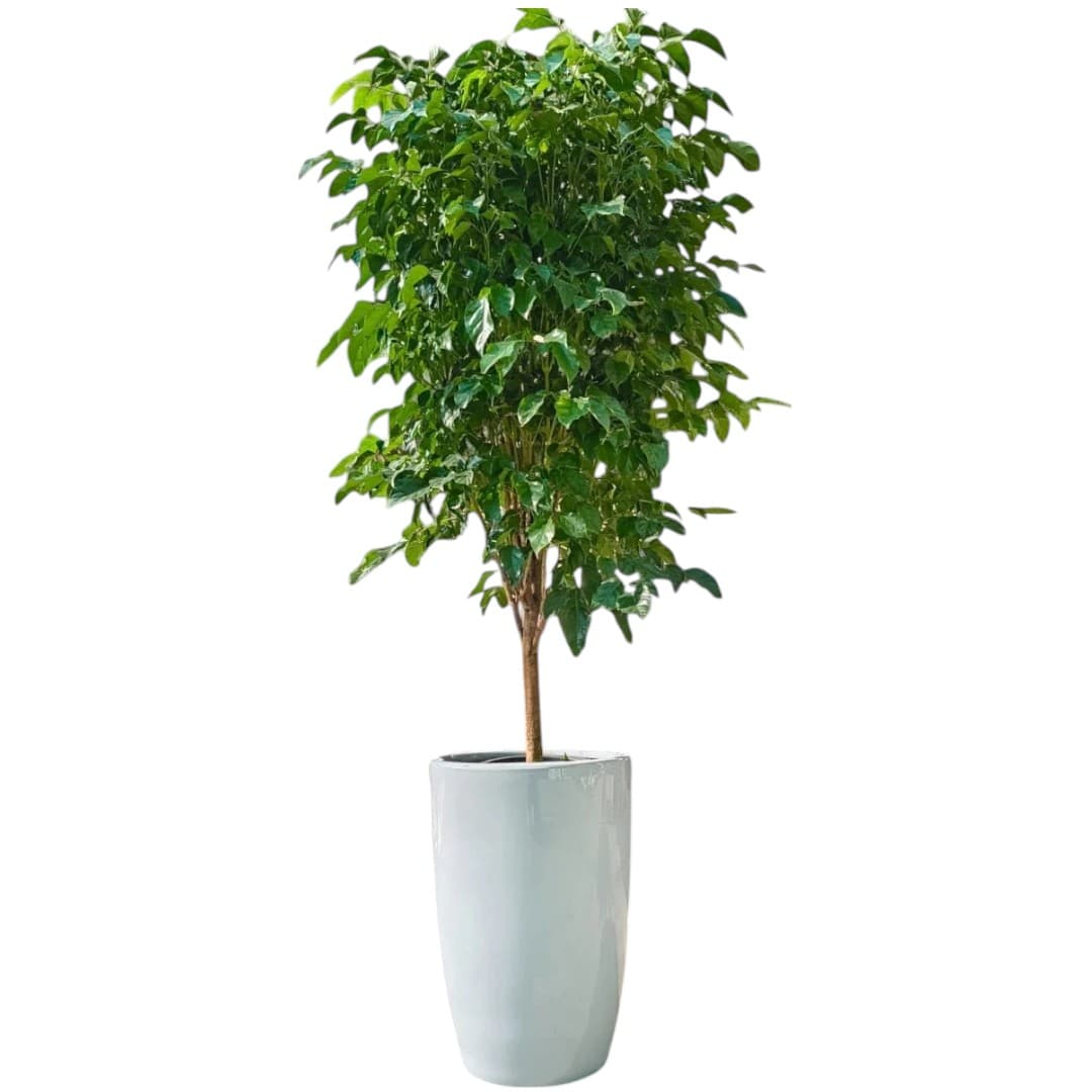China Doll plant — Indoor Plants for Dubai & UAE delivery | Planto.ae
