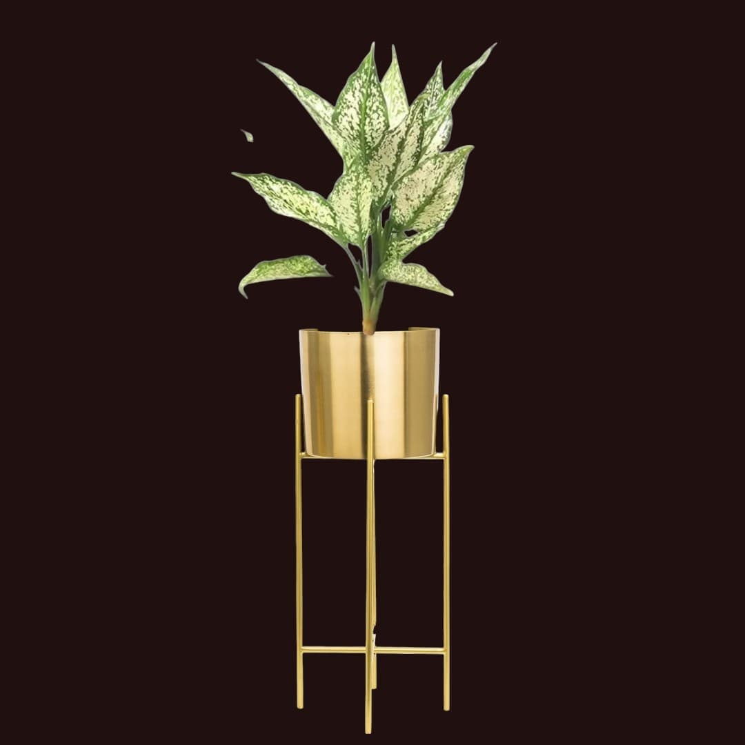 Chinese Evergreen In Beautiful Stand Pot. — Indoor Plants for Dubai & UAE delivery | Planto.ae