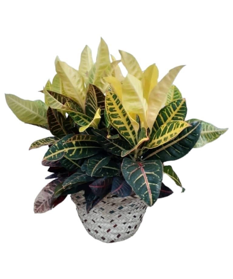 Croton in date leaves basket — Indoor Plants for Dubai & UAE delivery | Planto.ae