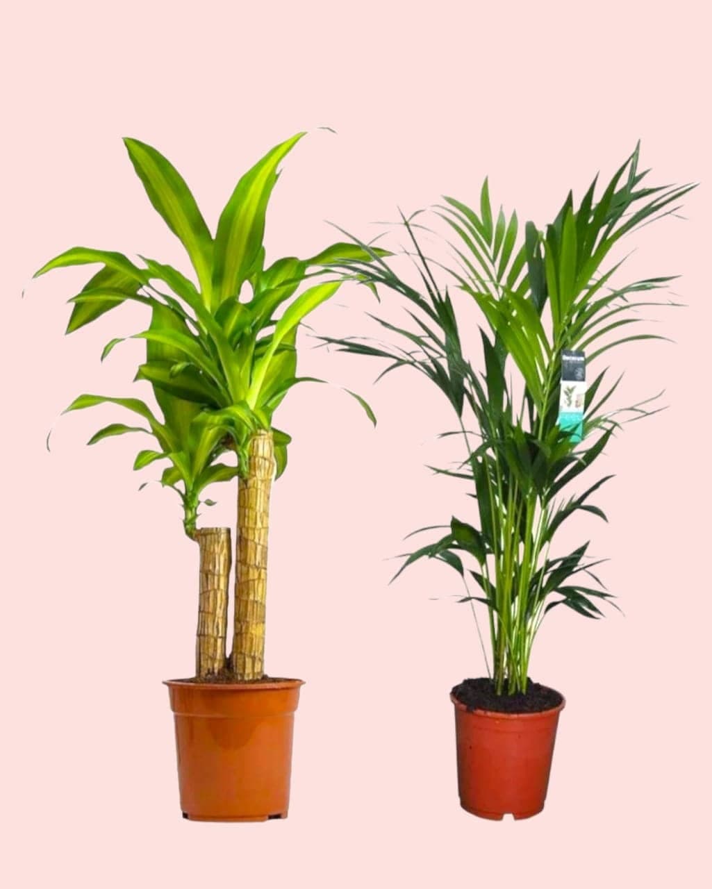 Dracaena And Kentia Palm Set — Indoor Plants for Dubai & UAE delivery | Planto.ae