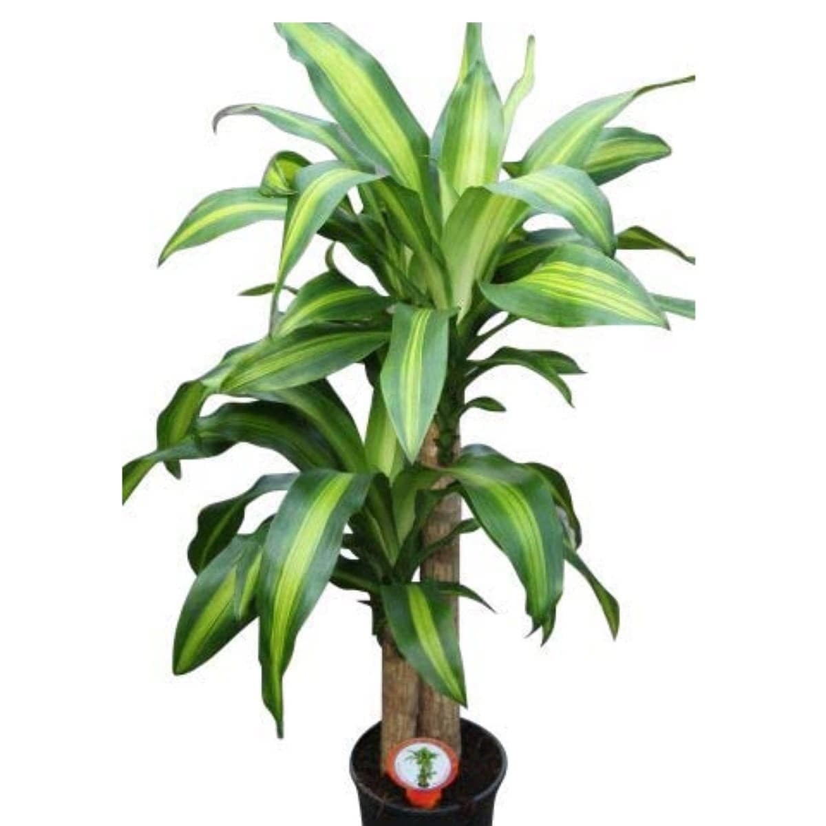 Dracaena fragrans — photo 2 | Planto.ae UAE