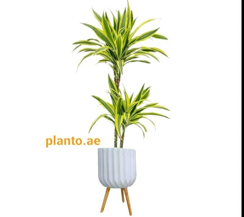 Dracaena Lemon Lime In Stand Planter — Indoor Plants for Dubai & UAE delivery | Planto.ae