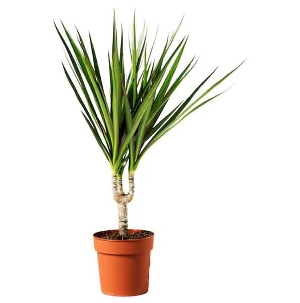 Dracaena Marginata 30-40cm — Indoor Plants for Dubai & UAE delivery | Planto.ae