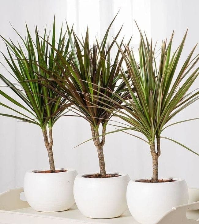 Dracaena Marginata Combo Of 3 Plants — Indoor Plants for Dubai & UAE delivery | Planto.ae
