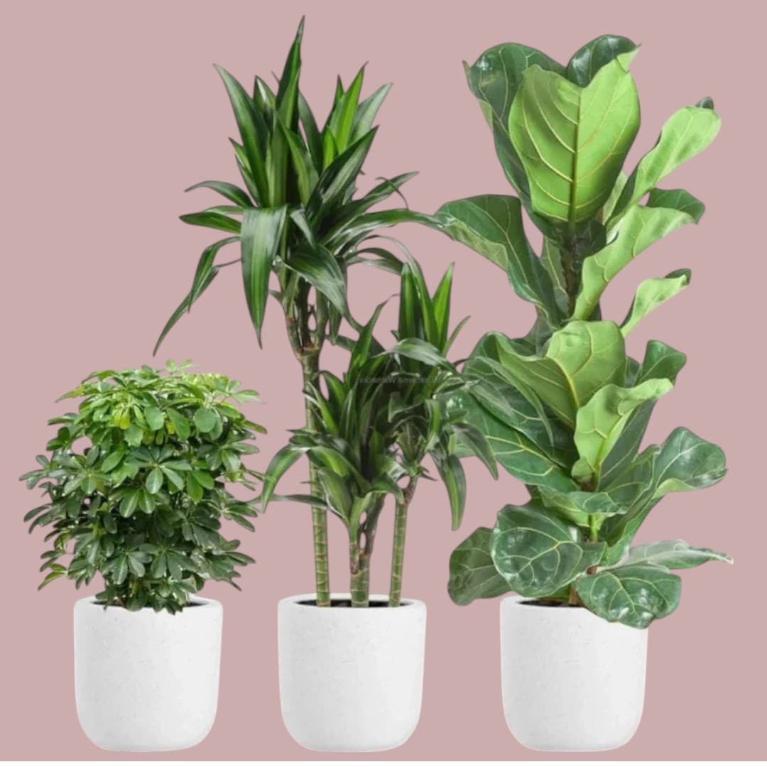 Dracaena Warneckii,Dwarf Umbrella,Fiddle Plants — photo 2 | Planto.ae UAE