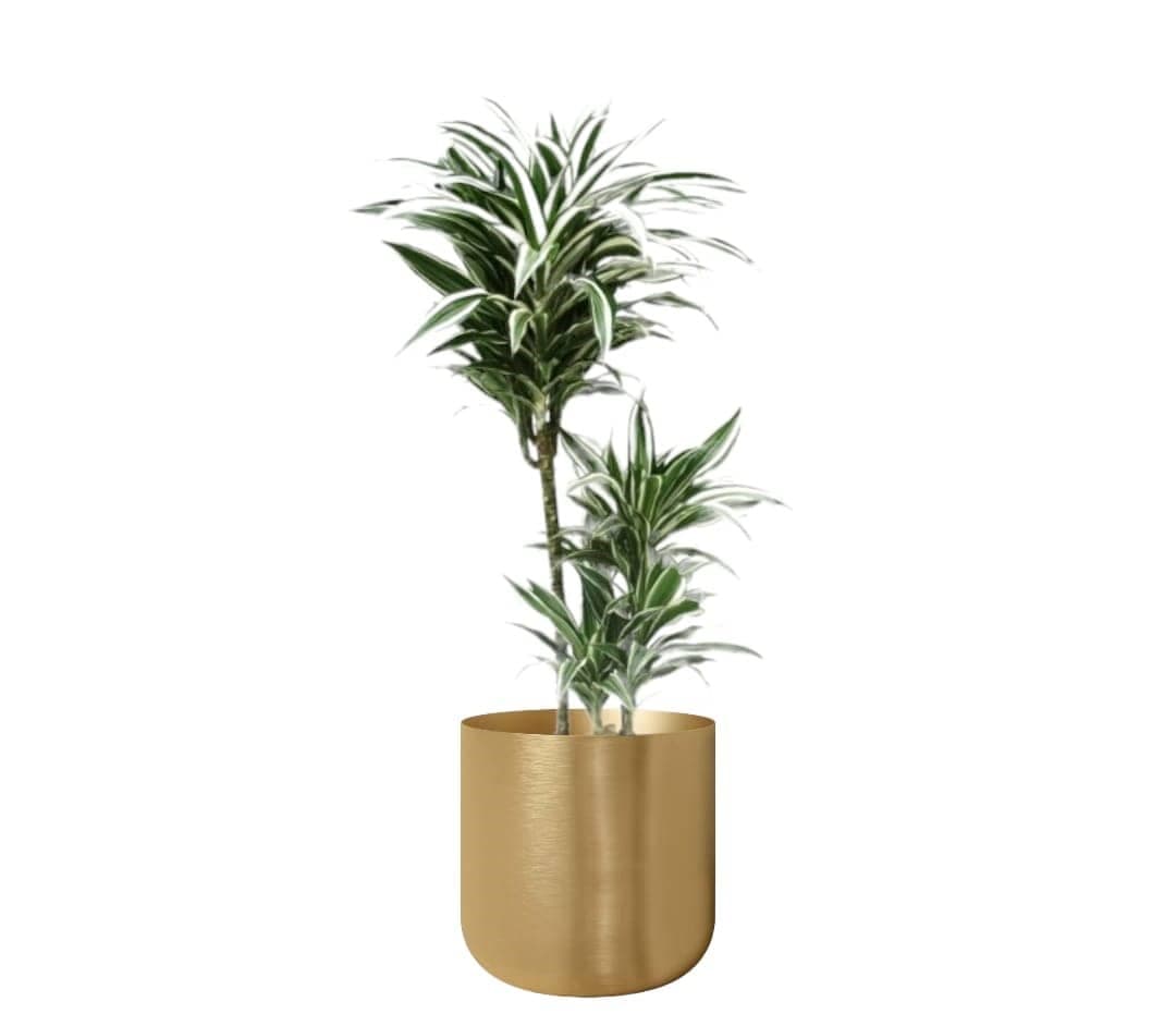 Dracaena Warneckii In Golden Metal Pot — Indoor Plants for Dubai & UAE delivery | Planto.ae