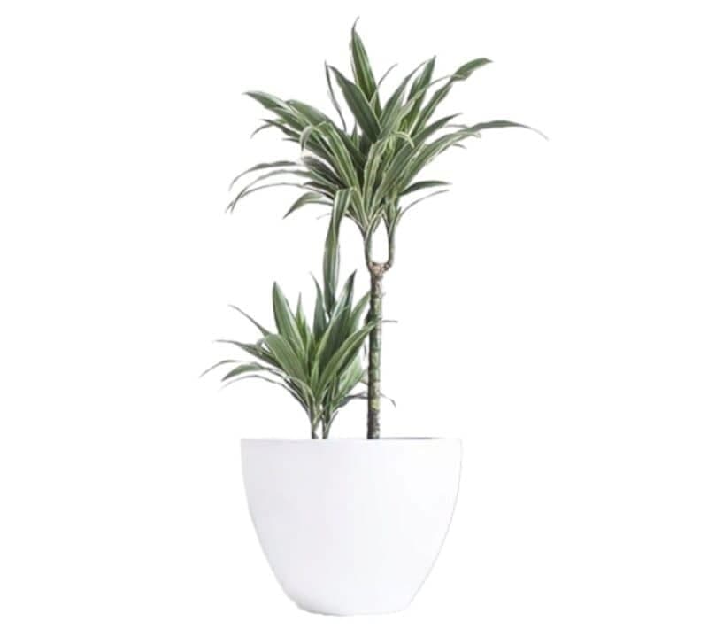 Dracaena Warneckii In White Ceramic Pot — Indoor Plants for Dubai & UAE delivery | Planto.ae
