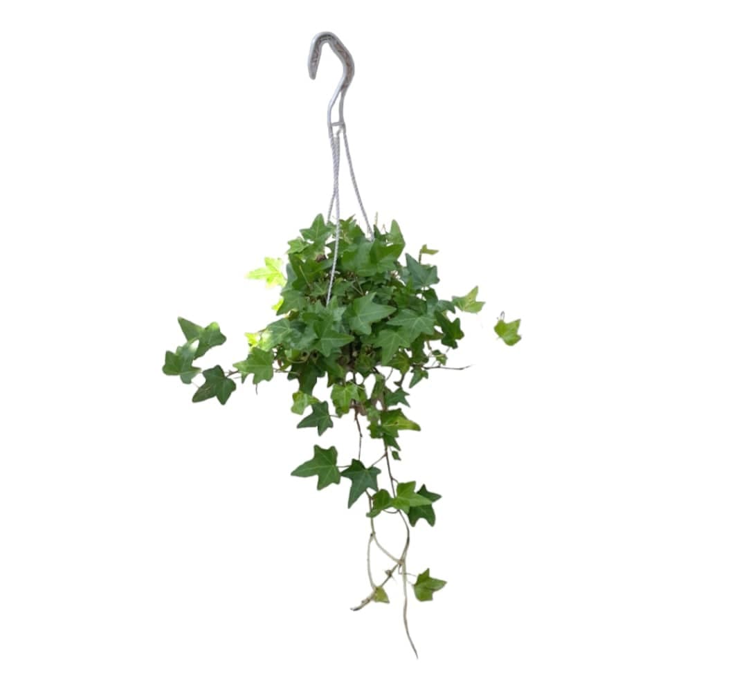 English ivy (Hedera helix) In Hanging pot — Indoor Plants for Dubai & UAE delivery | Planto.ae