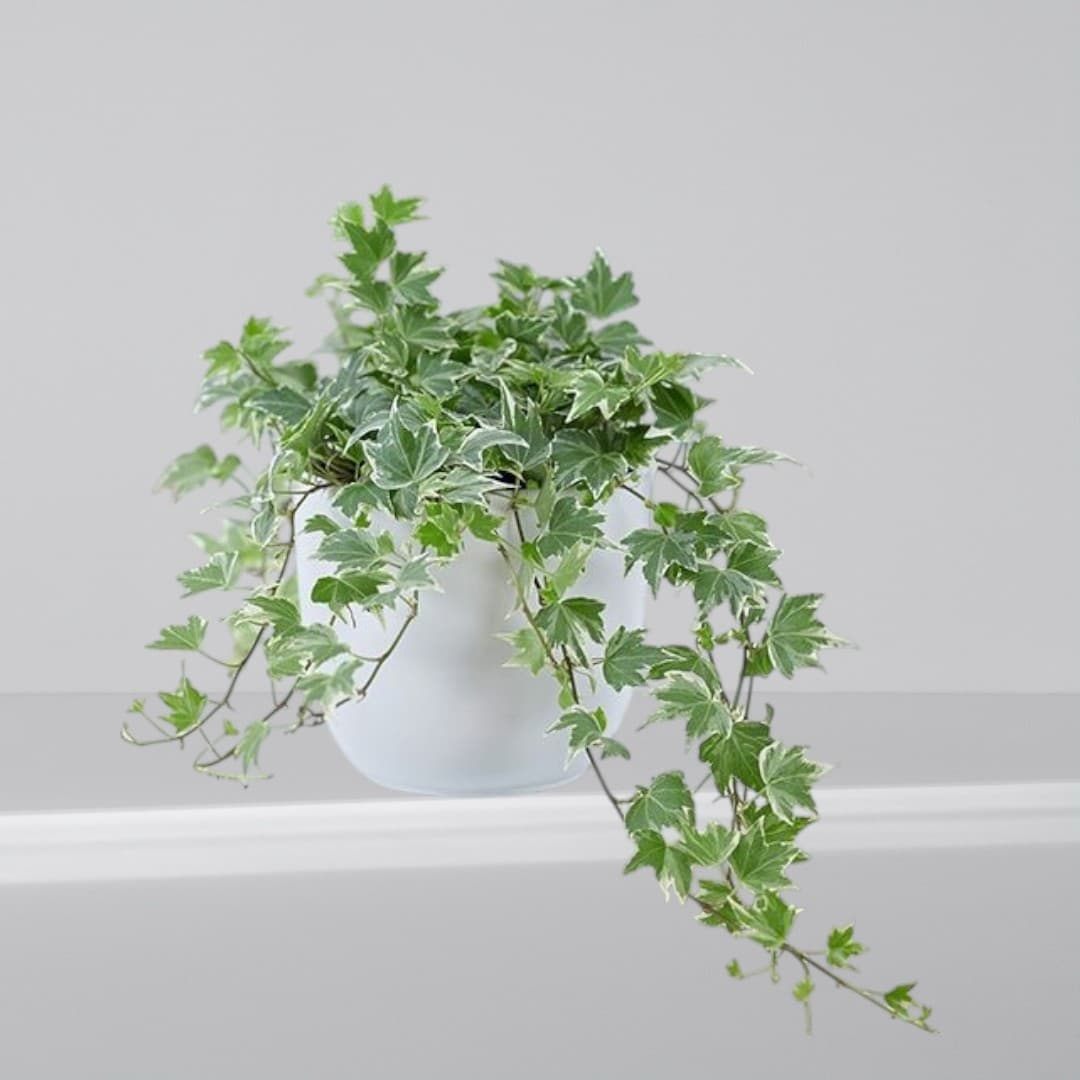 English ivy (Hedera helix) In White Ceramic Pot — photo 2 | Planto.ae UAE