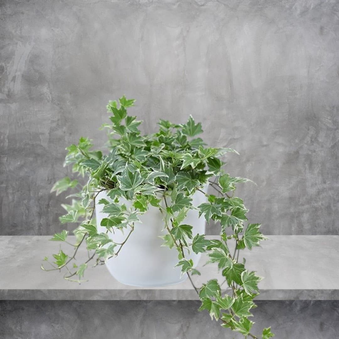 English ivy (Hedera helix) In White Ceramic Pot — photo 3 | Planto.ae UAE