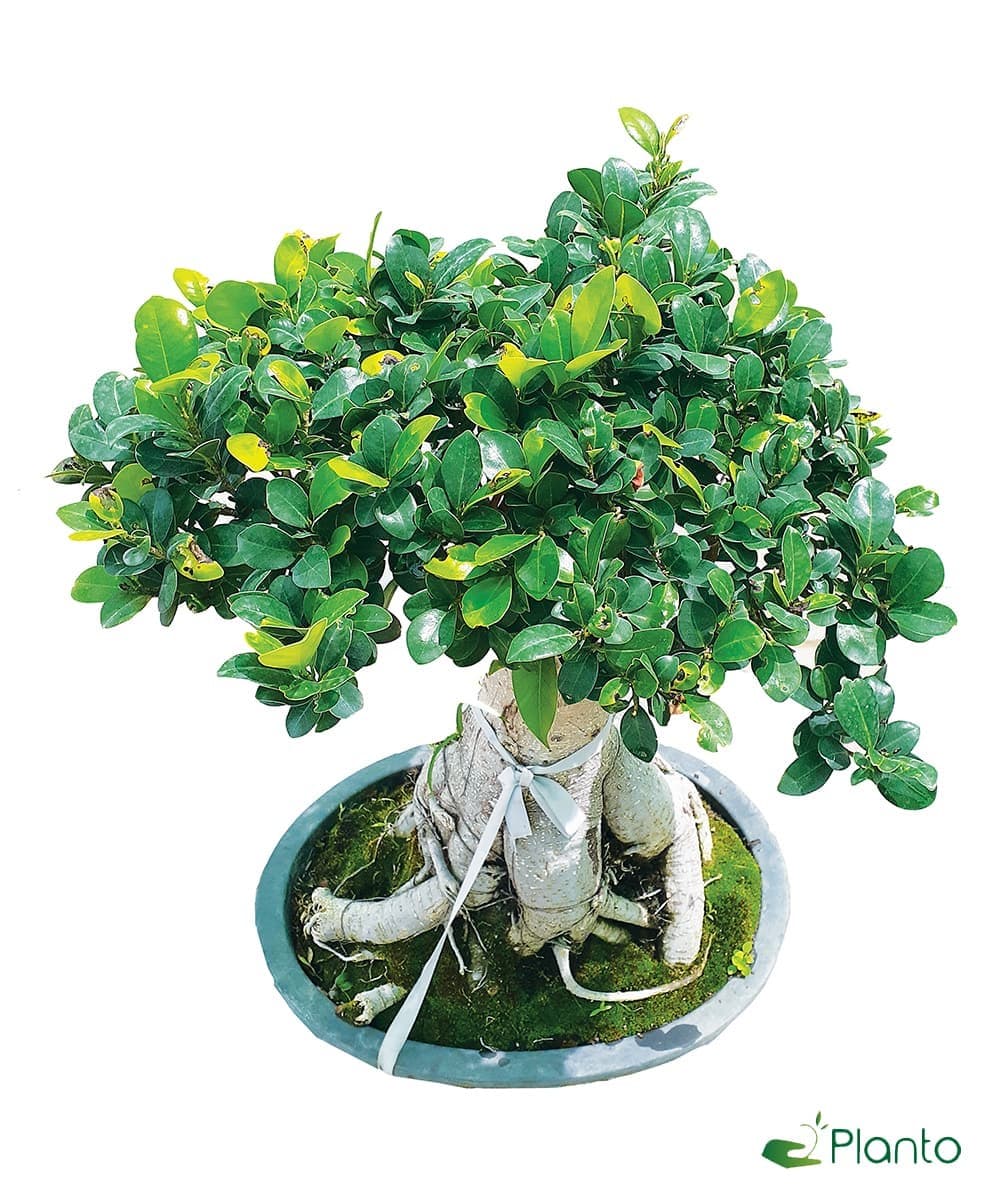 Ficus Bonsai — Indoor Plants for Dubai & UAE delivery | Planto.ae